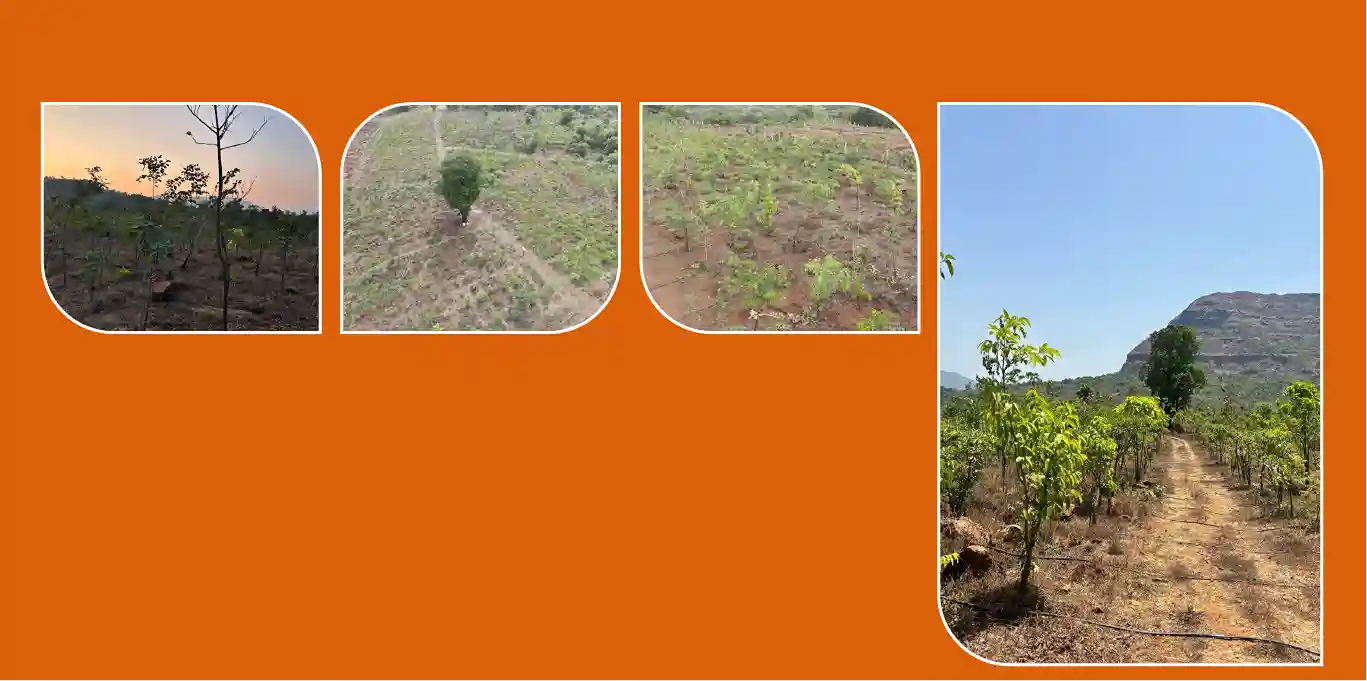 Ghanvan: Greening through Plantation in collaboration with Tata Power