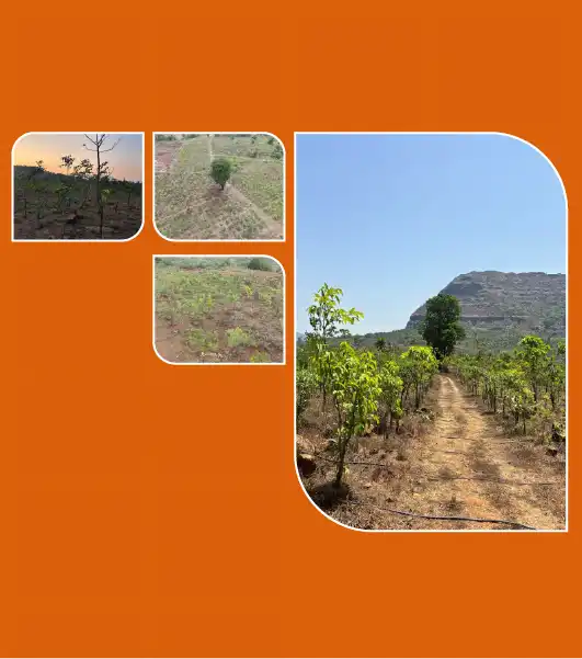Ghanvan: Greening through Plantation in collaboration with Tata Power
