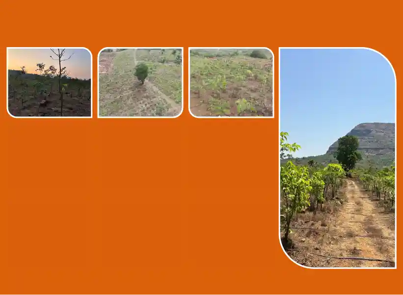 Ghanvan: Greening through Plantation in collaboration with Tata Power